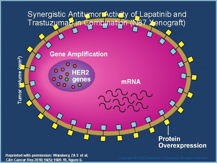 Tumor volume (mm 3) Synergistic Antitumor Activity of Lapatinib and Trastuzumab in Combination (N