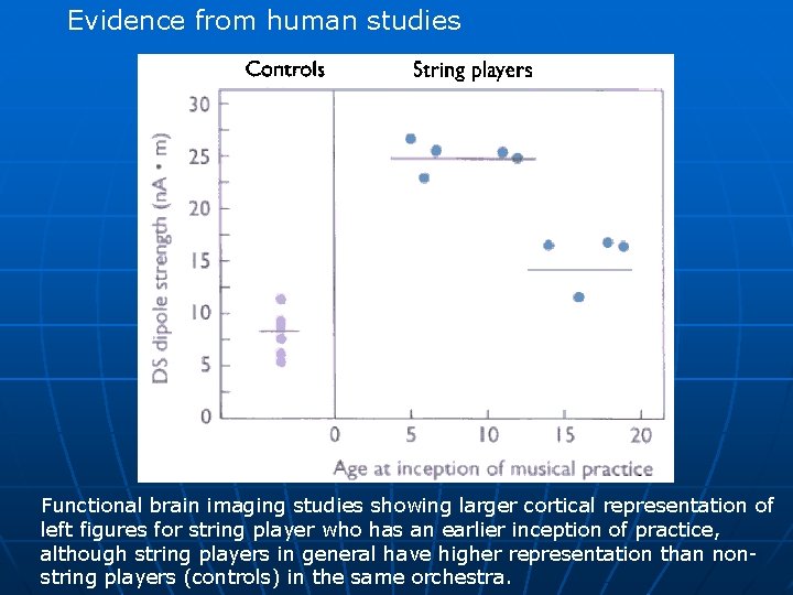 Evidence from human studies Functional brain imaging studies showing larger cortical representation of left