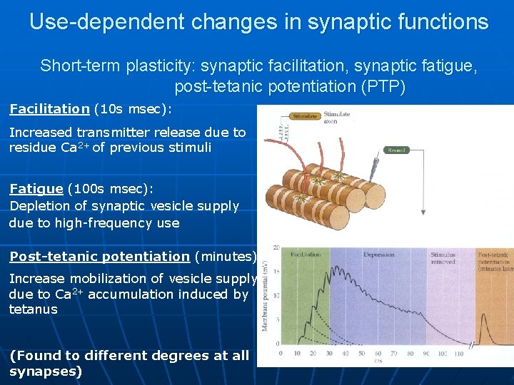 Use-dependent changes in synaptic functions Short-term plasticity: synaptic facilitation, synaptic fatigue, post-tetanic potentiation (PTP)