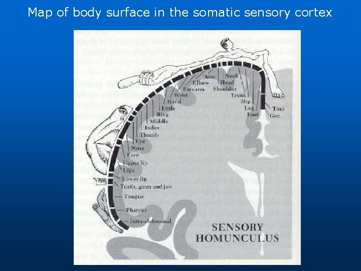 Map of body surface in the somatic sensory cortex 