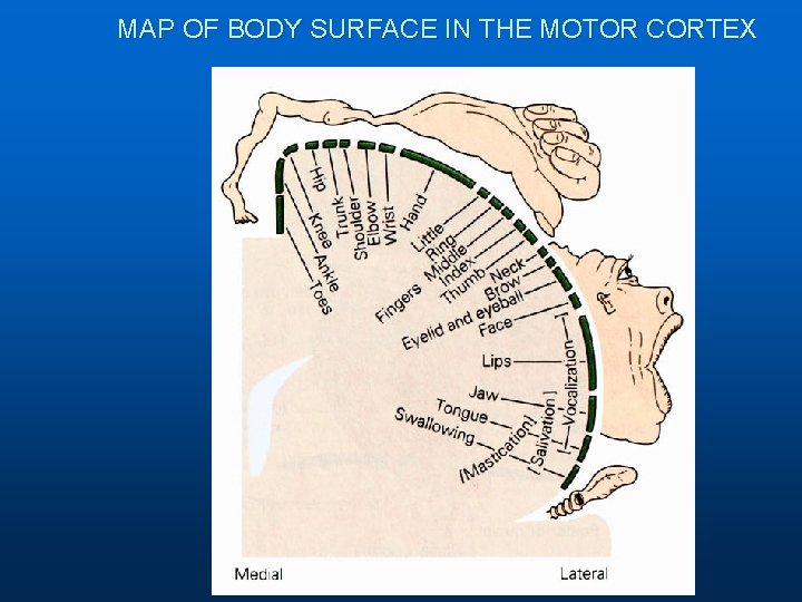 MAP OF BODY SURFACE IN THE MOTOR CORTEX 