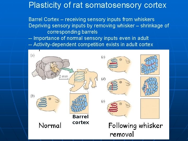 Plasticity of rat somatosensory cortex Barrel Cortex – receiving sensory inputs from whiskers Depriving