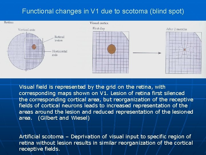 Functional changes in V 1 due to scotoma (blind spot) Visual field is represented