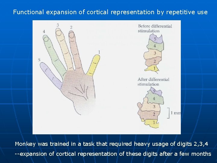 Functional expansion of cortical representation by repetitive use Monkey was trained in a task