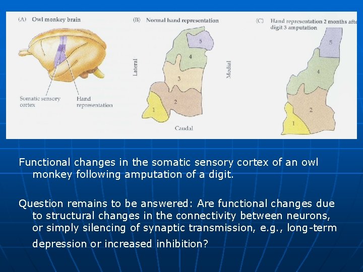 Functional changes in the somatic sensory cortex of an owl monkey following amputation of