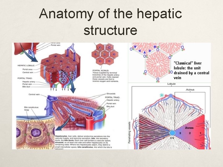 Anatomy of the hepatic structure 