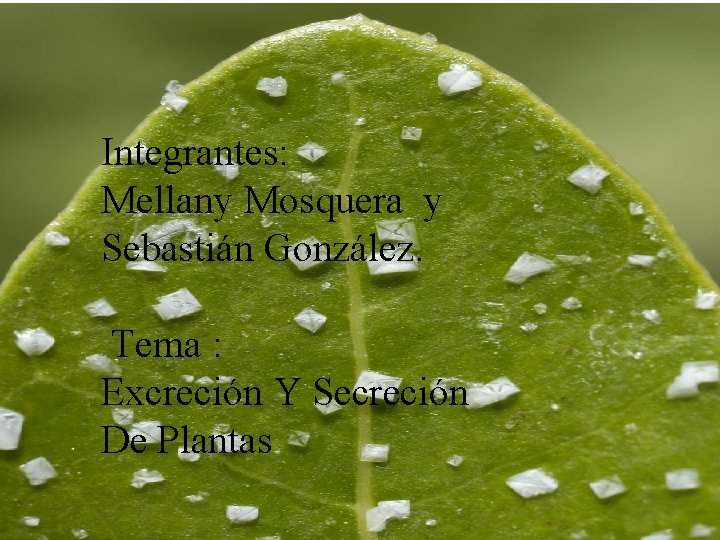 Integrantes: Mellany Mosquera y Sebastián González. Tema : Excreción Y Secreción De Plantas 