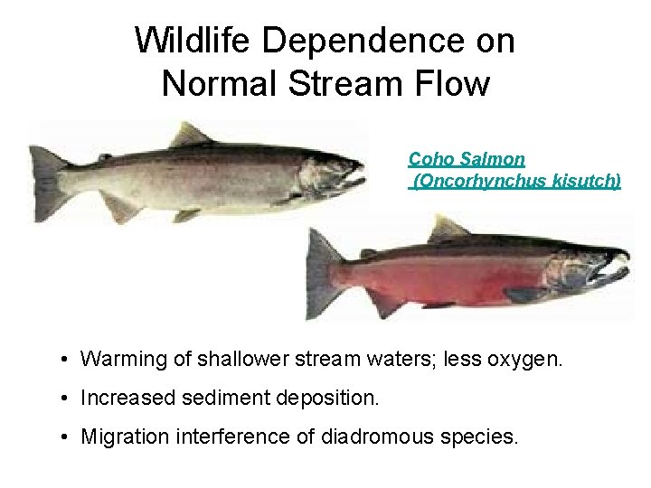 Wildlife Dependence on Normal Stream Flow Coho Salmon (Oncorhynchus kisutch) • Warming of shallower
