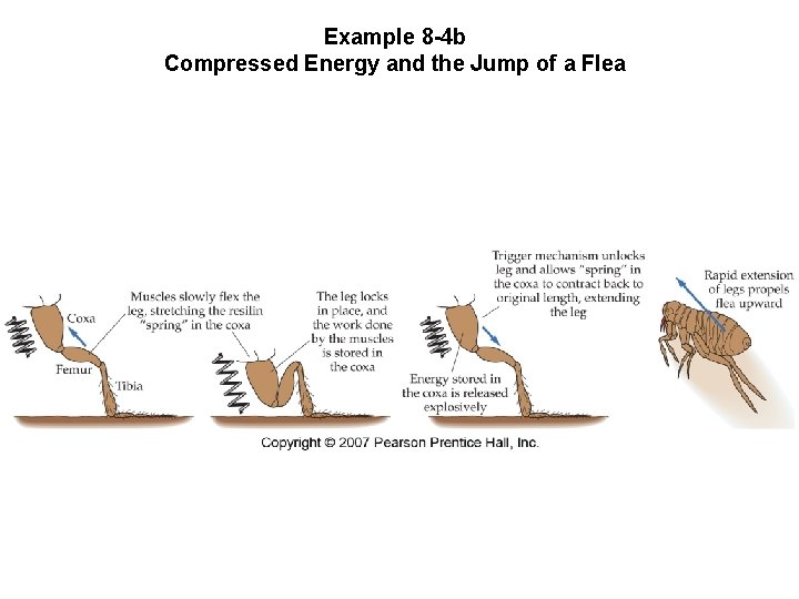 Example 8 -4 b Compressed Energy and the Jump of a Flea 