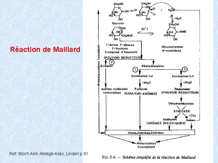 Réaction de Maillard Ref: Bioch Alim Abregé-Alais, Linden p 91 16 