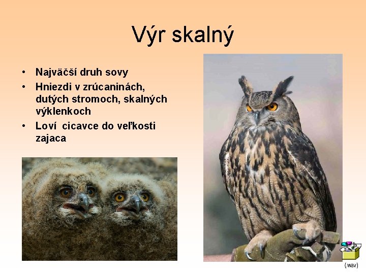 Výr skalný • Najväčší druh sovy • Hniezdi v zrúcaninách, dutých stromoch, skalných výklenkoch