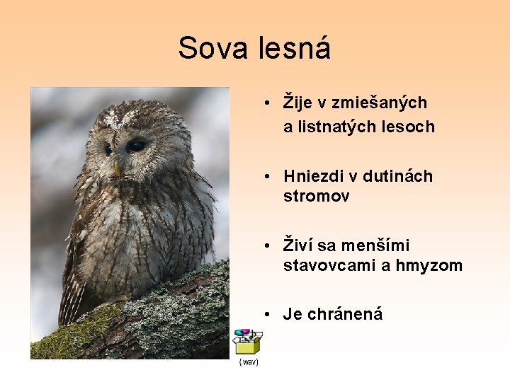 Sova lesná • Žije v zmiešaných a listnatých lesoch • Hniezdi v dutinách stromov