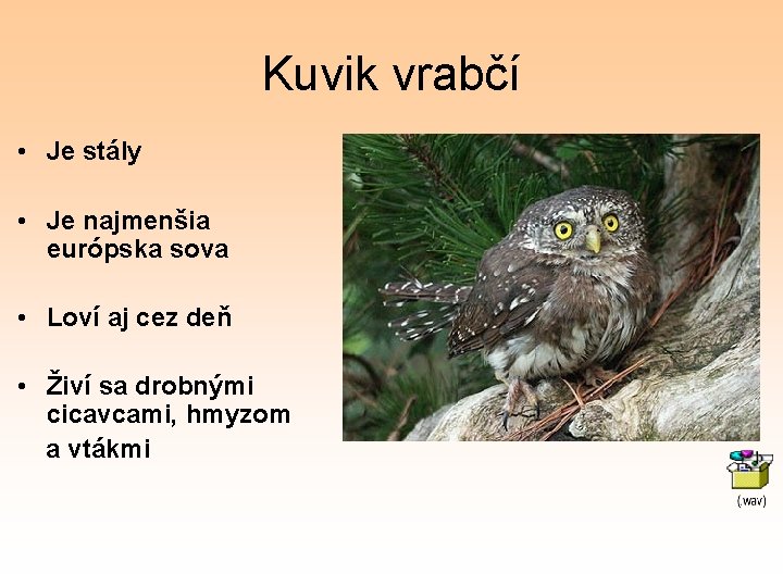 Kuvik vrabčí • Je stály • Je najmenšia európska sova • Loví aj cez