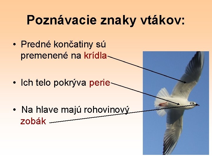 Poznávacie znaky vtákov: • Predné končatiny sú premenené na krídla • Ich telo pokrýva