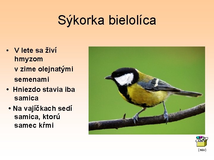 Sýkorka bielolíca • V lete sa živí hmyzom v zime olejnatými semenami • Hniezdo