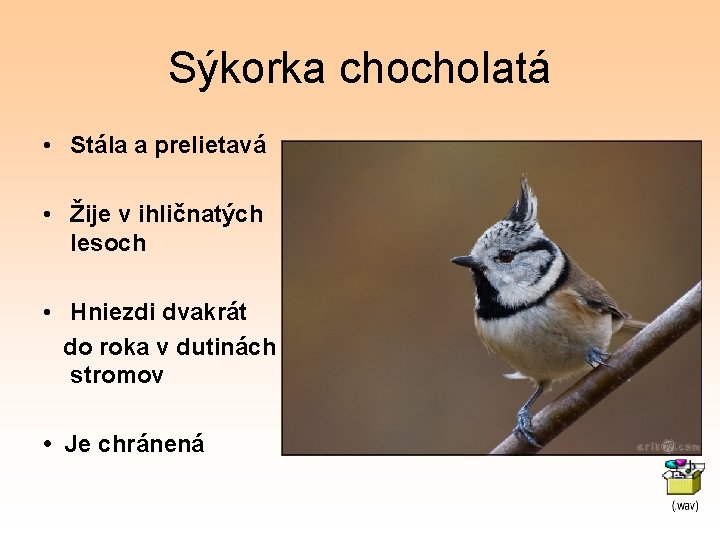 Sýkorka chocholatá • Stála a prelietavá • Žije v ihličnatých lesoch • Hniezdi dvakrát