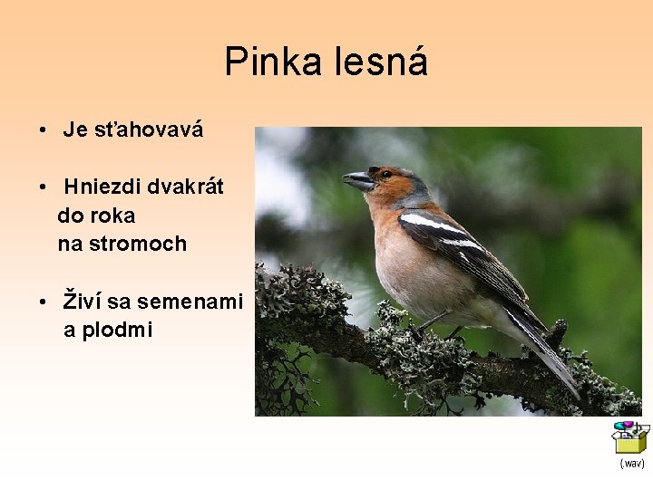 Pinka lesná • Je sťahovavá • Hniezdi dvakrát do roka na stromoch • Živí