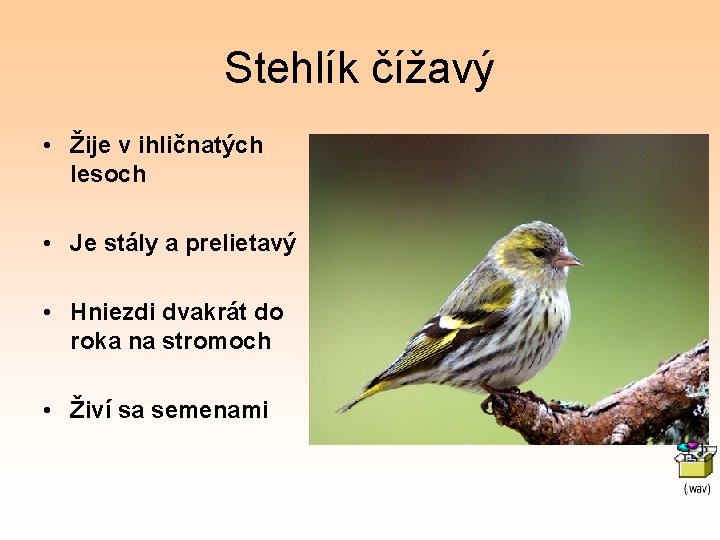 Stehlík čížavý • Žije v ihličnatých lesoch • Je stály a prelietavý • Hniezdi