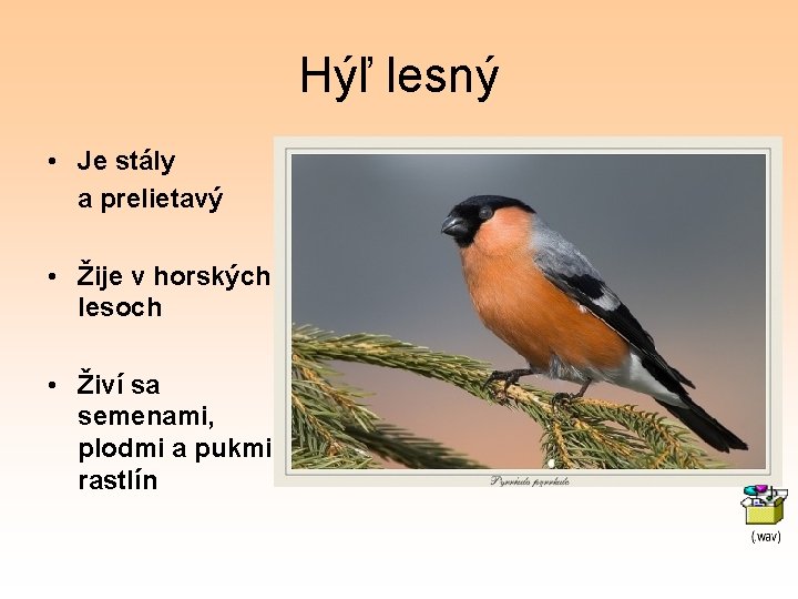 Hýľ lesný • Je stály a prelietavý • Žije v horských lesoch • Živí