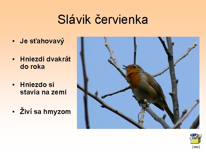 Slávik červienka • Je sťahovavý • Hniezdi dvakrát do roka • Hniezdo si stavia