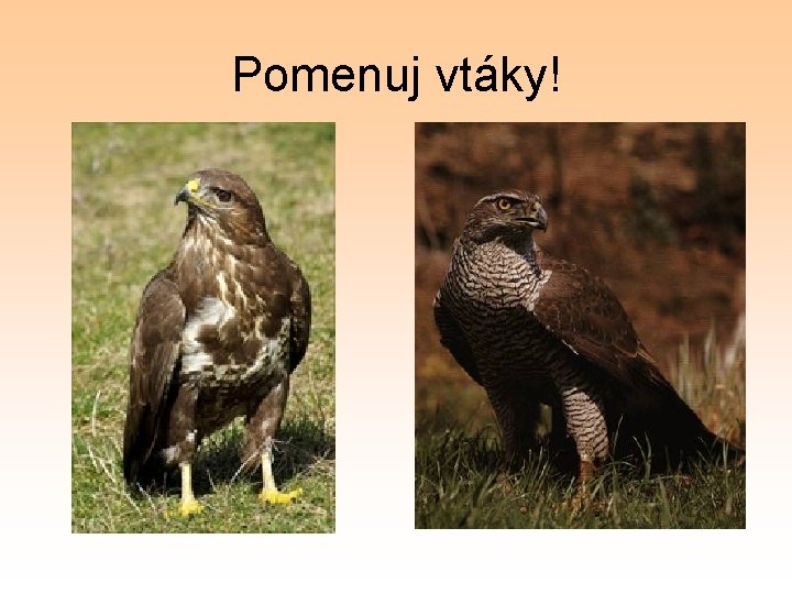 Pomenuj vtáky! 