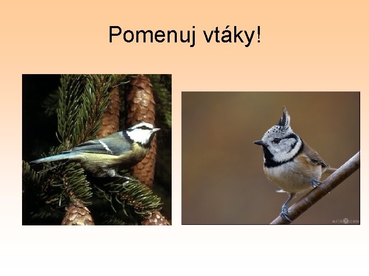 Pomenuj vtáky! 