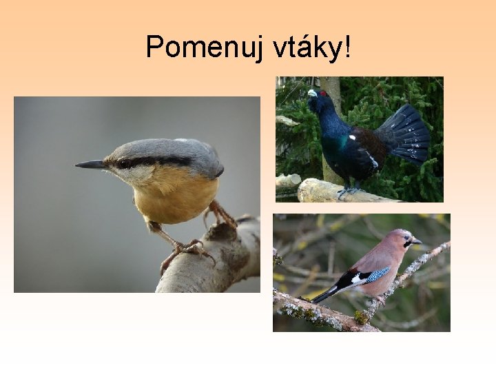 Pomenuj vtáky! 