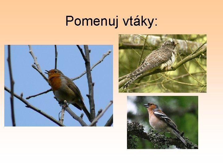 Pomenuj vtáky: 