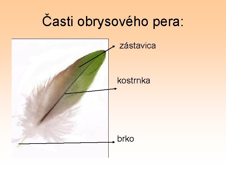 Časti obrysového pera: zástavica kostrnka brko 