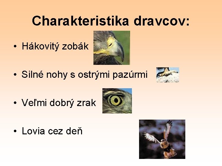 Charakteristika dravcov: • Hákovitý zobák • Silné nohy s ostrými pazúrmi • Veľmi dobrý