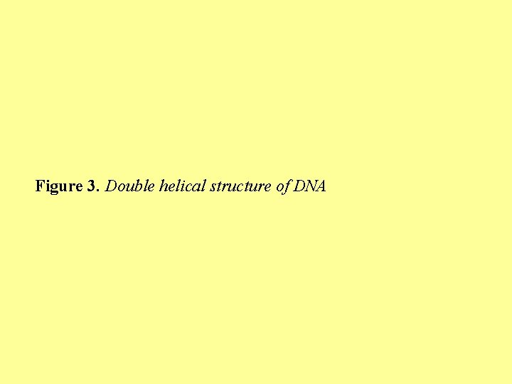 Figure 3. Double helical structure of DNA 