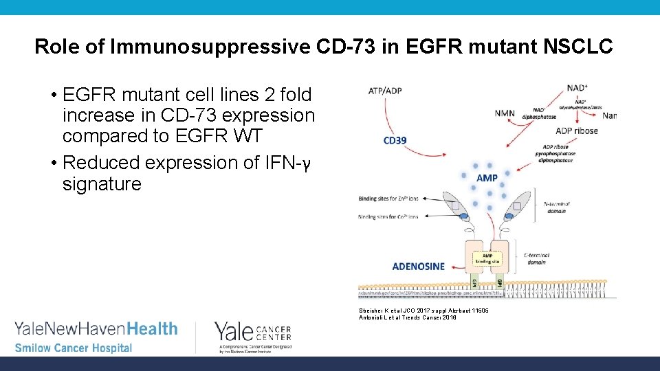 Role of Immunosuppressive CD-73 in EGFR mutant NSCLC • EGFR mutant cell lines 2