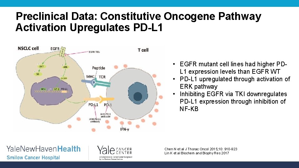 Preclinical Data: Constitutive Oncogene Pathway Activation Upregulates PD-L 1 • EGFR mutant cell lines