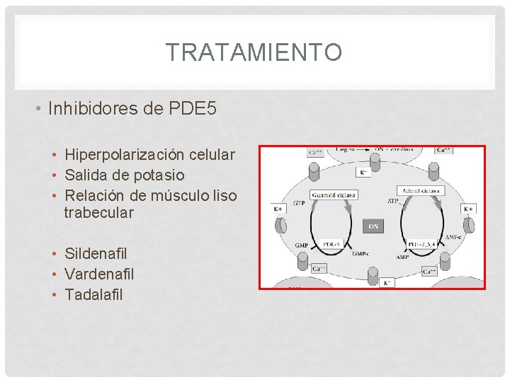 TRATAMIENTO • Inhibidores de PDE 5 • Hiperpolarización celular • Salida de potasio •