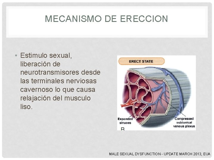 MECANISMO DE ERECCION • Estimulo sexual, liberación de neurotransmisores desde las terminales nerviosas cavernoso