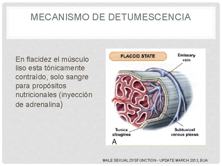 MECANISMO DE DETUMESCENCIA En flacidez el músculo liso esta tónicamente contraído, solo sangre para