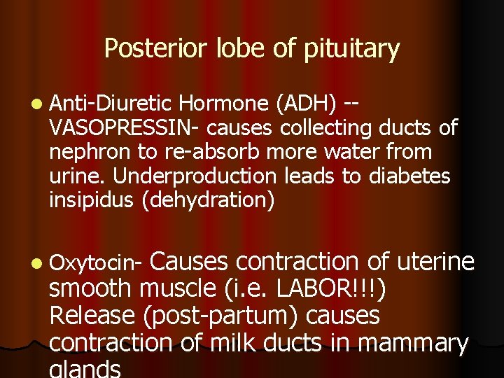 Posterior lobe of pituitary l Anti-Diuretic Hormone (ADH) -VASOPRESSIN- causes collecting ducts of nephron