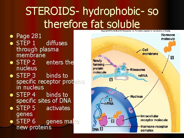 STEROIDS- hydrophobic- so therefore fat soluble l l l l Page 281 STEP 1