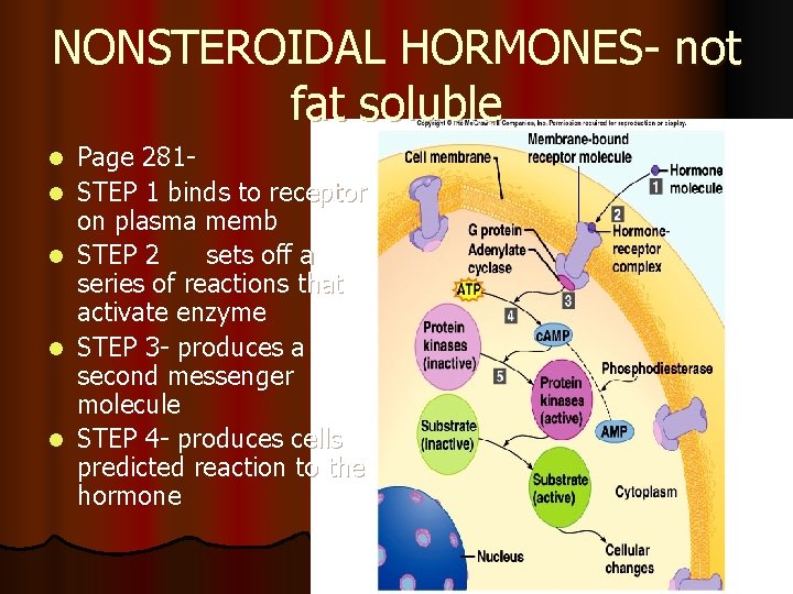 NONSTEROIDAL HORMONES- not fat soluble l l l Page 281 STEP 1 binds to