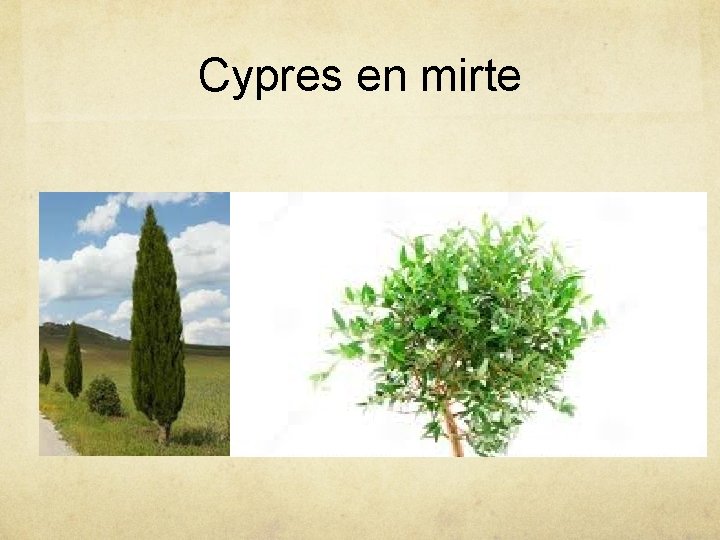 Cypres en mirte 