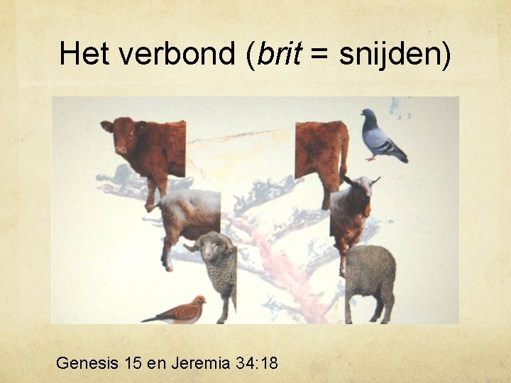 Het verbond (brit = snijden) Genesis 15 en Jeremia 34: 18 