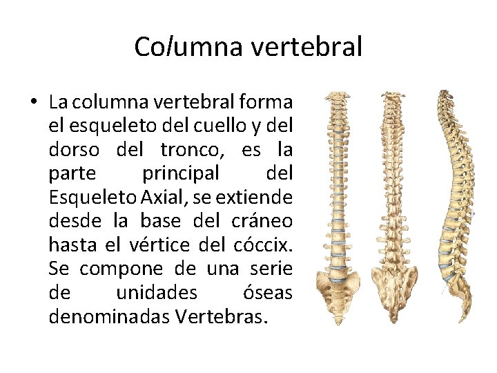 Columna vertebral • La columna vertebral forma el esqueleto del cuello y del dorso