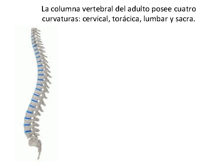 La columna vertebral del adulto posee cuatro curvaturas: cervical, torácica, lumbar y sacra. 