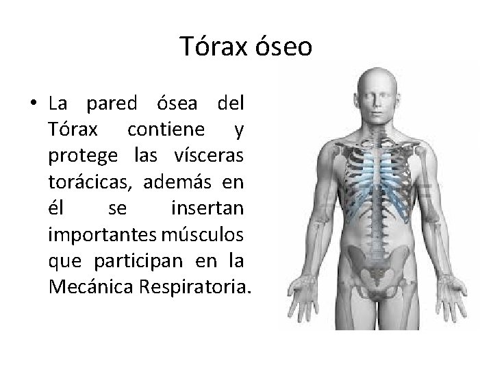 Tórax óseo • La pared ósea del Tórax contiene y protege las vísceras torácicas,