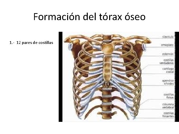 Formación del tórax óseo 1. - 12 pares de costillas 