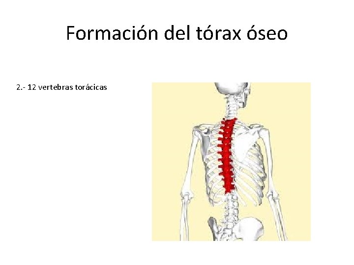 Formación del tórax óseo 2. - 12 vertebras torácicas 