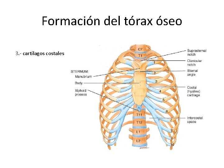 Formación del tórax óseo 3. - cartílagos costales 