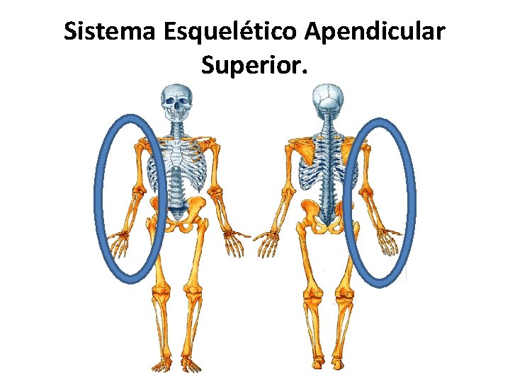 Sistema Esquelético Apendicular Superior. 