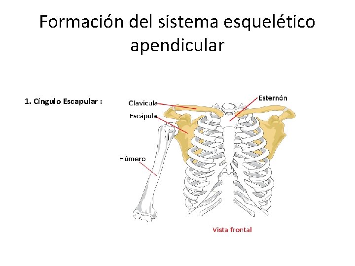 Formación del sistema esquelético apendicular 1. Cíngulo Escapular : 