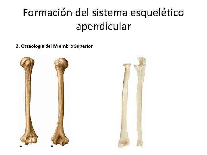 Formación del sistema esquelético apendicular 2. Osteología del Miembro Superior 